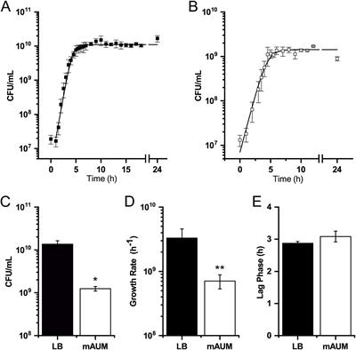 The respiratory chain of Klebsiella aerogenes in urine-like conditions: critical roles of NDH-2 and bd-terminal oxidases